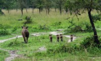 /album/fotos-afrika/mburo-24-small-jpg/